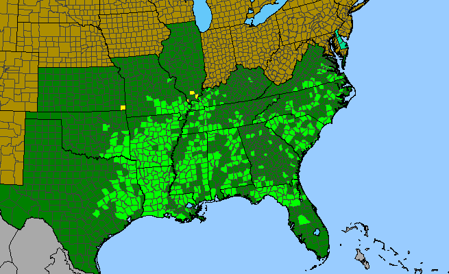 The range of Eryngium prostratum